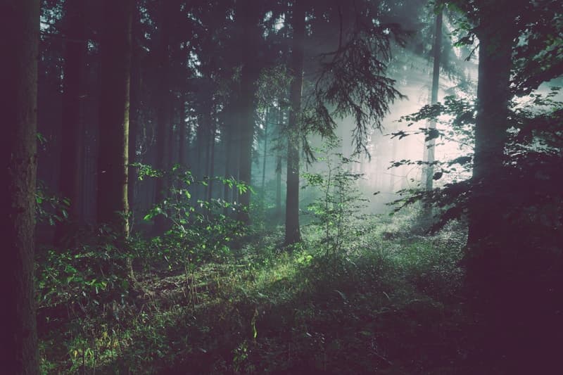A peaceful evergreen forest