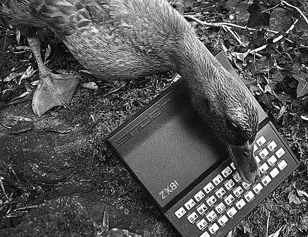 Duck Pecking at a Keyboard