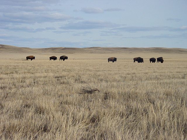 Bison at Grasslands National Park by 1brettsnyder from Wikimedia Commons