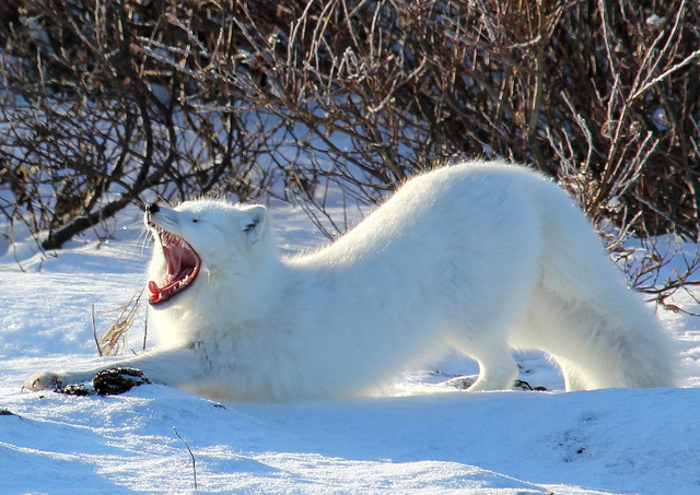 Wildlife at Wapusk National Park by Emma on Flickr